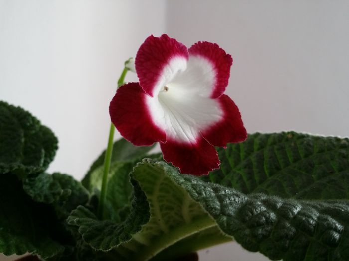 20150702_161439 - Plante in ghiveci 2015