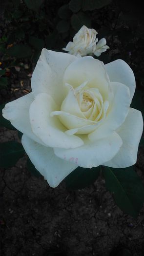 DSC_1186 - Copy - TRANDAFIRI 2015 II