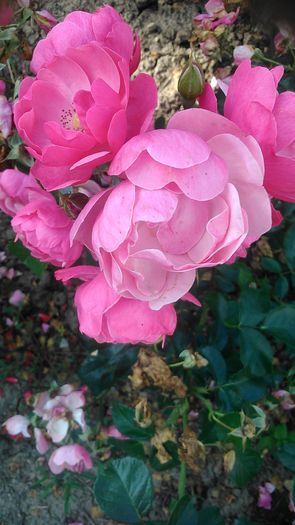 DSC_1187 - Copy - TRANDAFIRI 2015 II