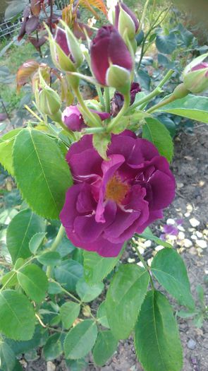 DSC_1188 - Copy - TRANDAFIRI 2015 II