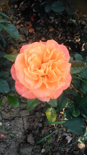 DSC_1189 - Copy - TRANDAFIRI 2015 II