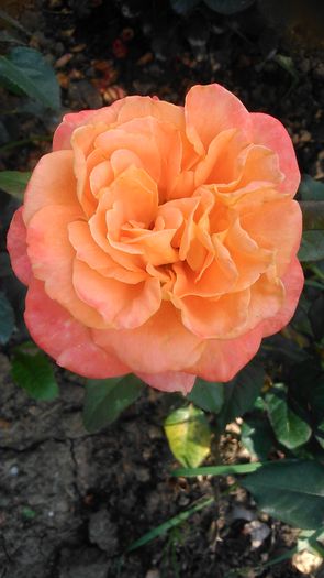 DSC_1190 - Copy - TRANDAFIRI 2015 II