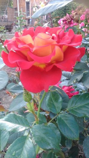 DSC_1191 - Copy - TRANDAFIRI 2015 II