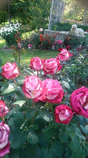 DSC_1192 - Copy - TRANDAFIRI 2015 II