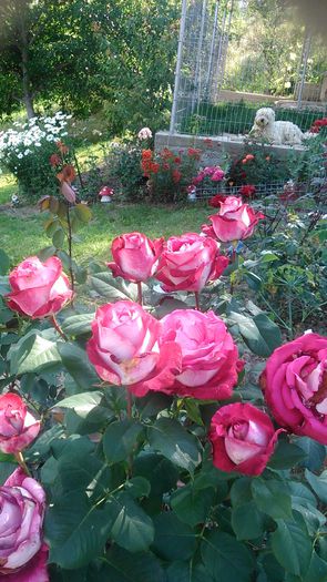 DSC_1193 - Copy - TRANDAFIRI 2015 II