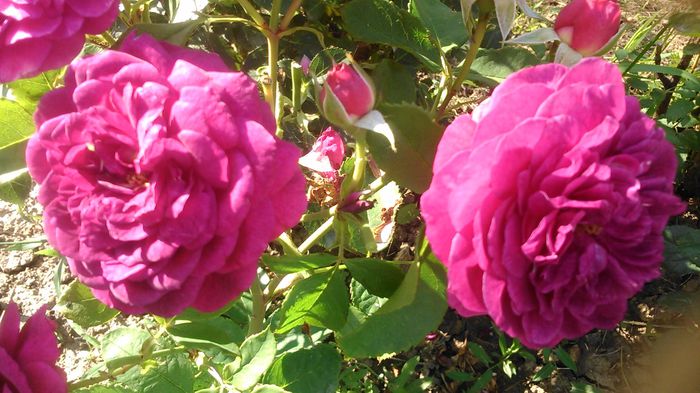 DSC_1195 - Copy - TRANDAFIRI 2015 II