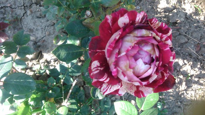 DSC_1197 - Copy - TRANDAFIRI 2015 II