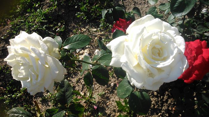 DSC_1199 - Copy - TRANDAFIRI 2015 II