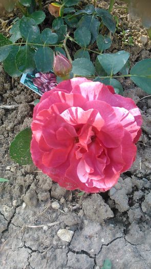 DSC_1203 - Copy - TRANDAFIRI 2015 II