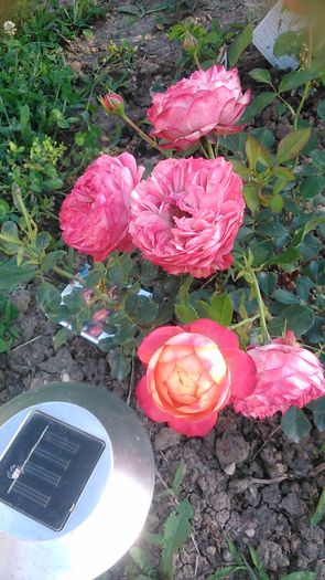 DSC_1205 - Copy - TRANDAFIRI 2015 II