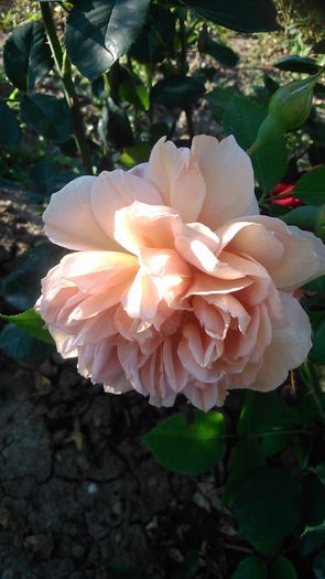 DSC_1206 - Copy - TRANDAFIRI 2015 II