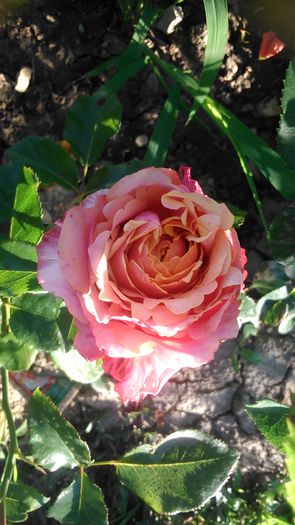 DSC_1207 - Copy - TRANDAFIRI 2015 II