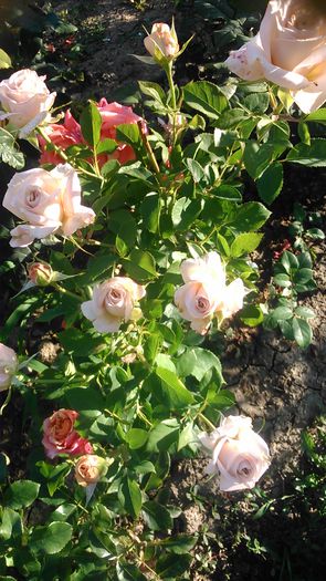 DSC_1208 - Copy - TRANDAFIRI 2015 II