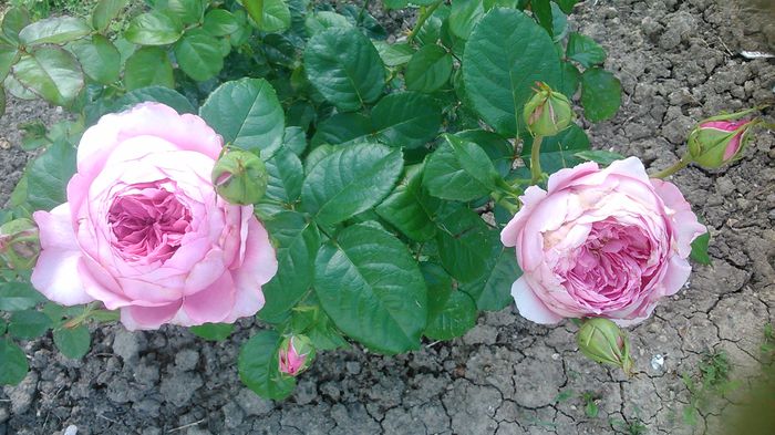 DSC_1174 - Copy - TRANDAFIRI 2015 II