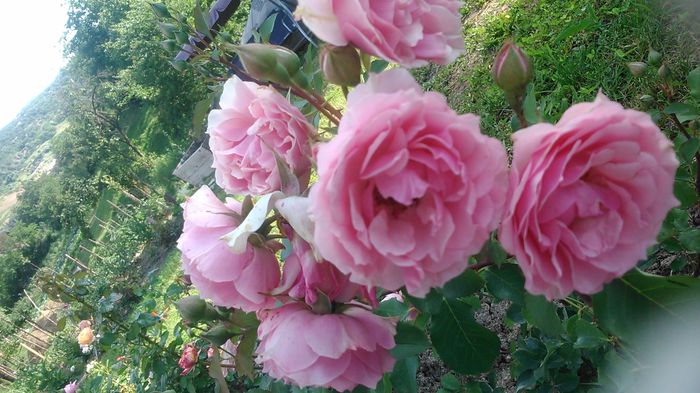 DSC_1176 - Copy - TRANDAFIRI 2015 II