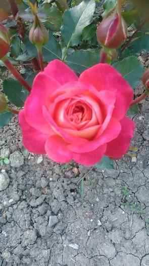 DSC_1177 - Copy - TRANDAFIRI 2015 II