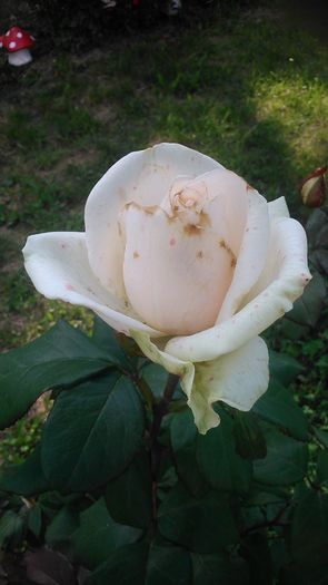 DSC_1179 - Copy - TRANDAFIRI 2015 II