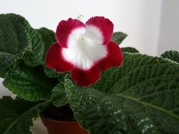 20150702_161246 - Plante in ghiveci 2015