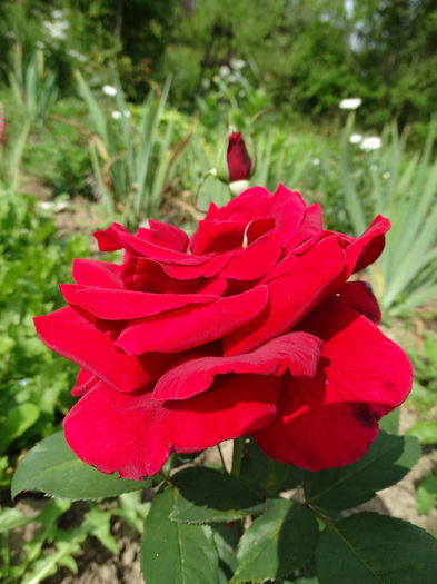 DSC09491 - e-trandafiri