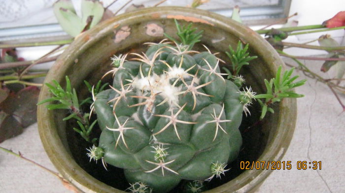 IMG_9564 - Cactusi si suculente
