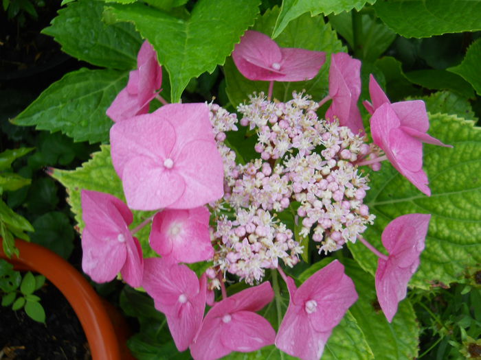 hydrangea macrophylla