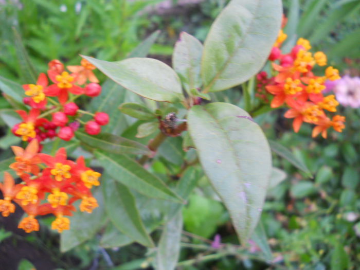 asclepias currasavica