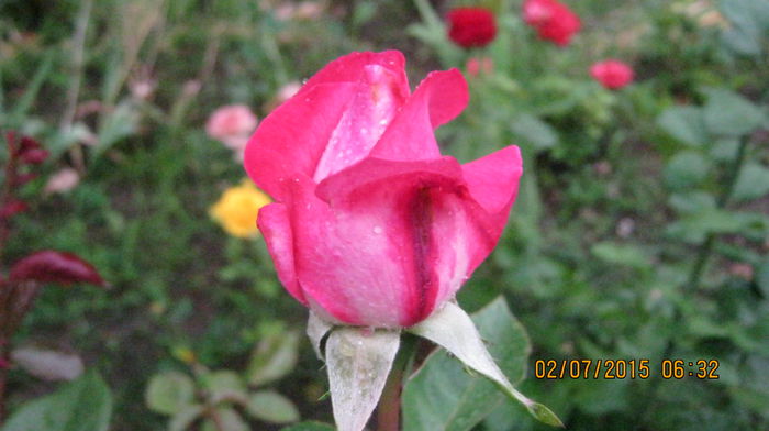 IMG_9567 - Trandafirii mei