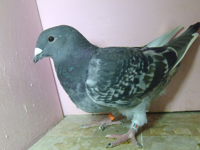 VINDUT