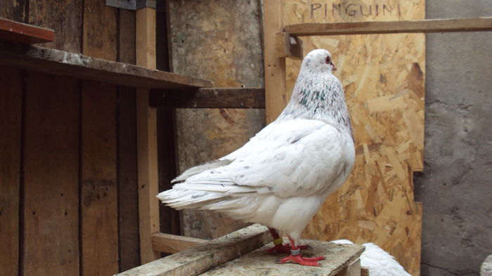 DSC07211 - 03_texan