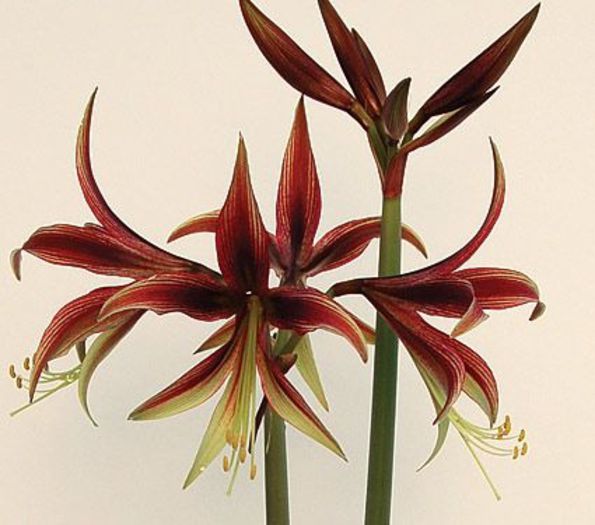 AMARYLLIS LIMA