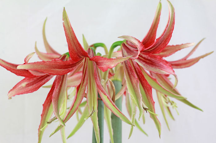 Hippeastrum-Sumatra - AMARYLLIS