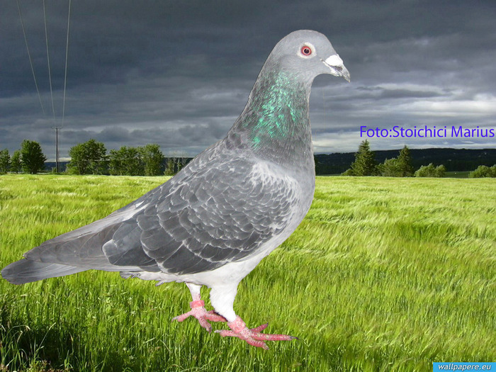 best pigeon - diverse