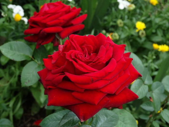 DSC02121 - Trandafiri 2015