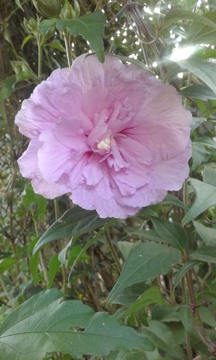 hibiscus cliffon lavender - DIVERSE