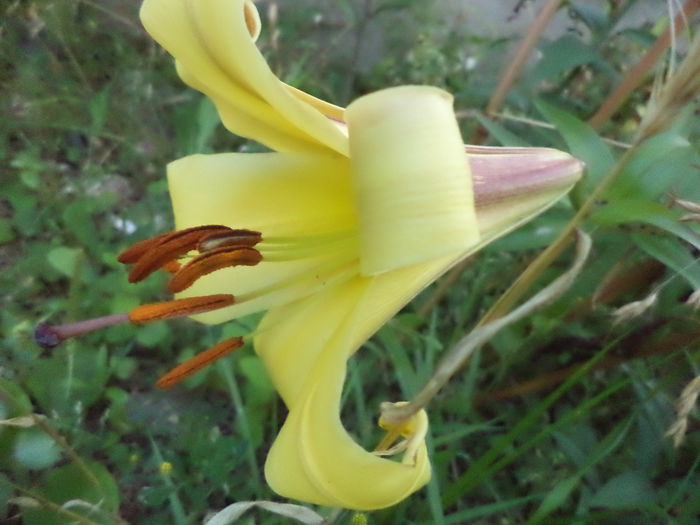 DSC04296