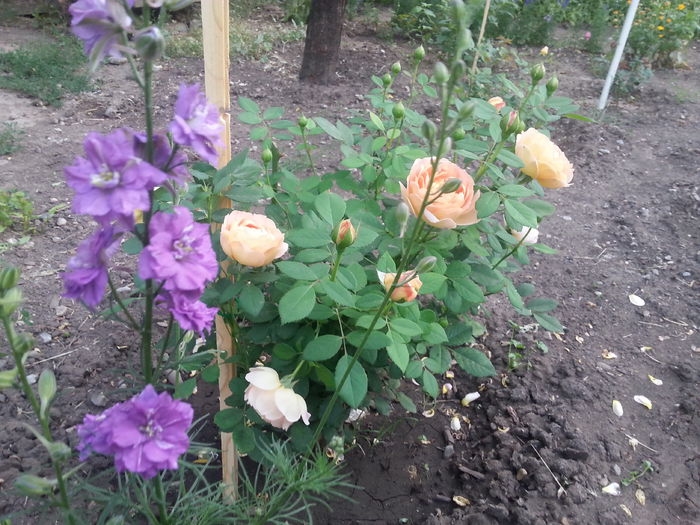 lady of shalott