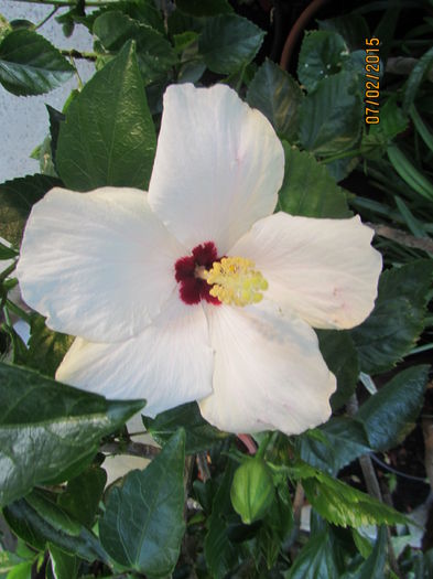 Cairo White 2015 - hibiscus