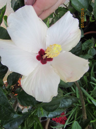 IMG_2156 - hibiscus