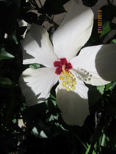 IMG_2159 - hibiscus