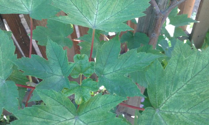 019; acer  rubrum
