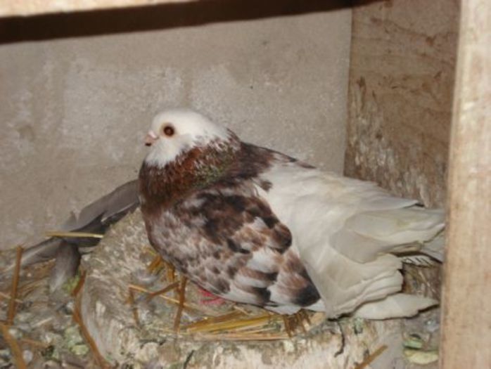 galamb_070410_022 (1)