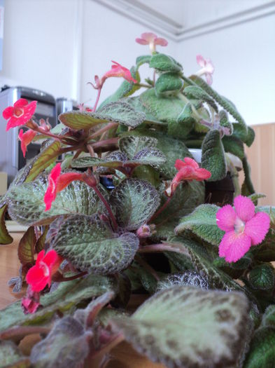 DSC09501 - 2015 - Episcia