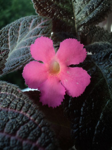 DSC09467 - 2015 - Episcia