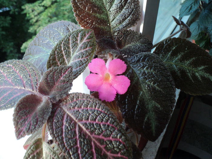 DSC09468 - 2015 - Episcia