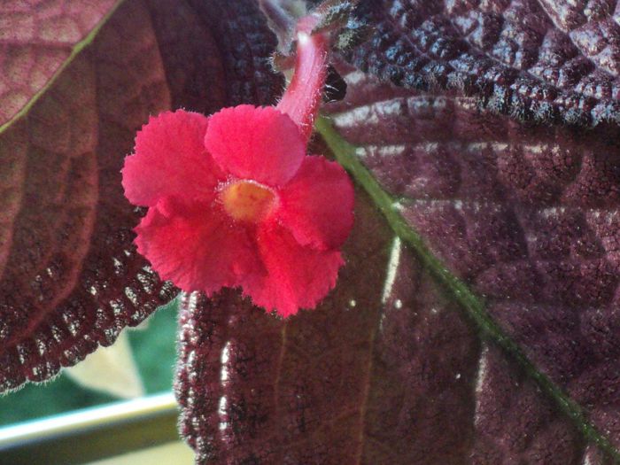 DSC09471 - 2015 - Episcia