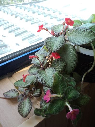 DSC09482 - 2015 - Episcia