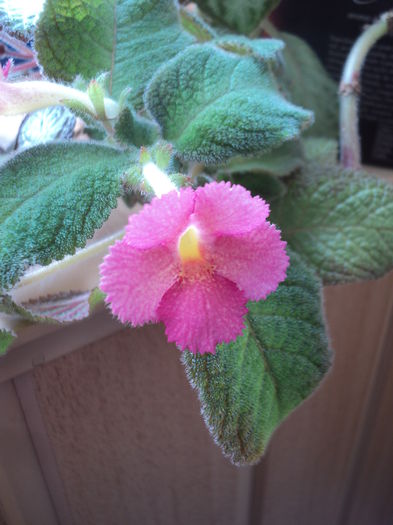 DSC09483 - 2015 - Episcia