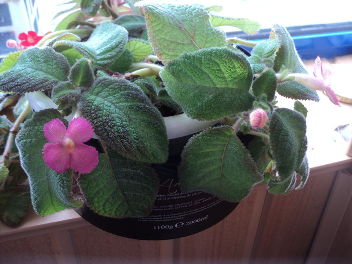 DSC09485 - 2015 - Episcia