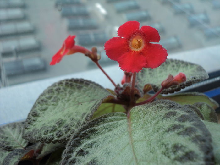 DSC09488 - 2015 - Episcia