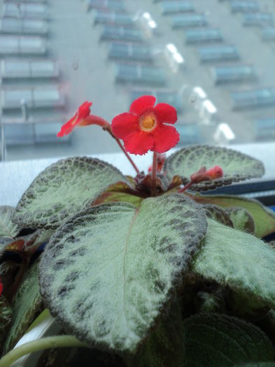 DSC09489 - 2015 - Episcia